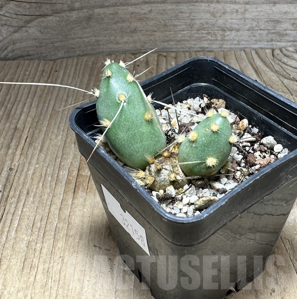 SHPR32158 Maihueniopsis glomerata MK 1017 - Obrázek 2