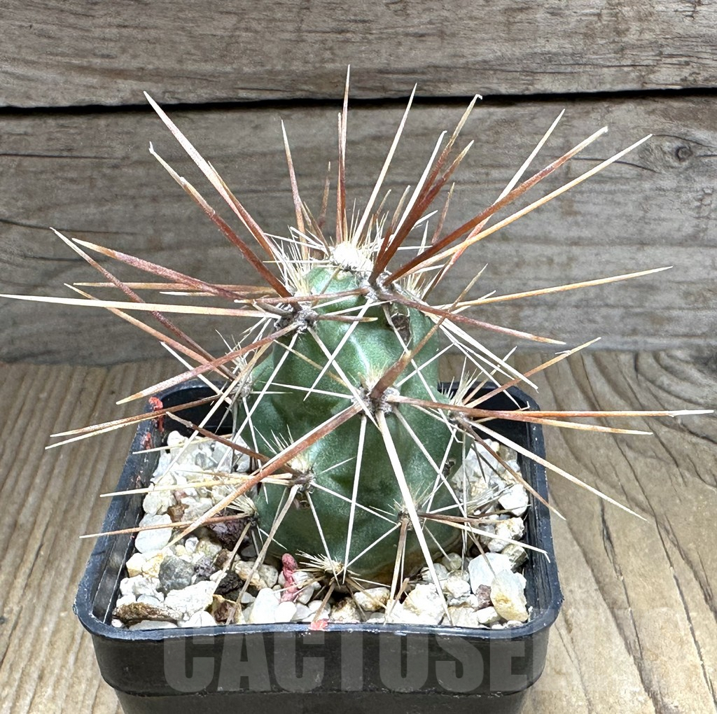 SHPR32159 Corynopuntia grahamii SB 393