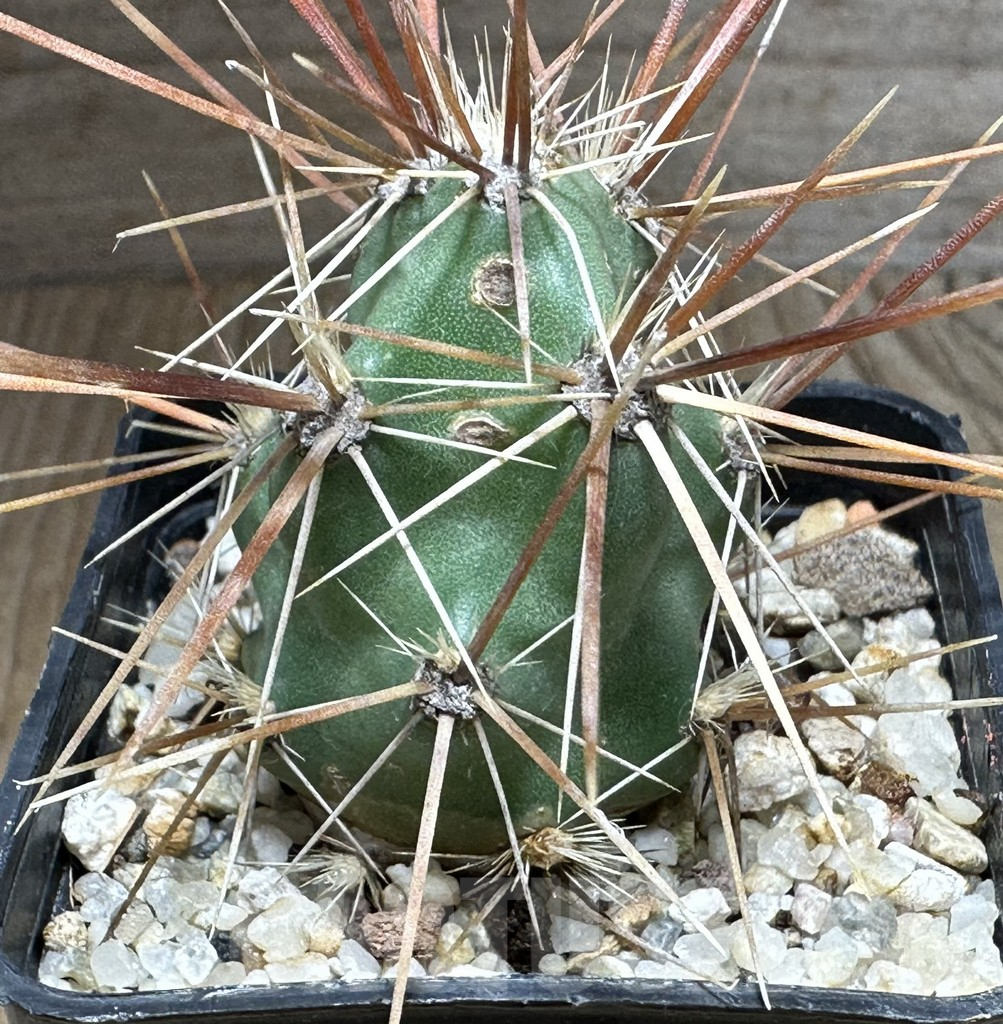 SHPR32159 Corynopuntia grahamii SB 393 - Obrázek 2