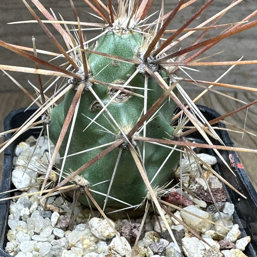 SHPR32159 Corynopuntia grahamii SB 393 - Obrázek 3