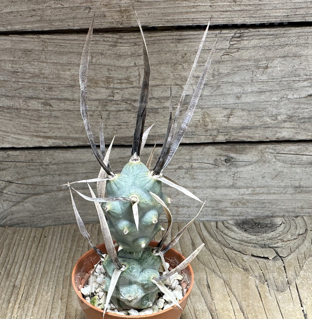 SHPR32161 Tephrocactus articulatus v. papyracanthus -black spines- - Image 3