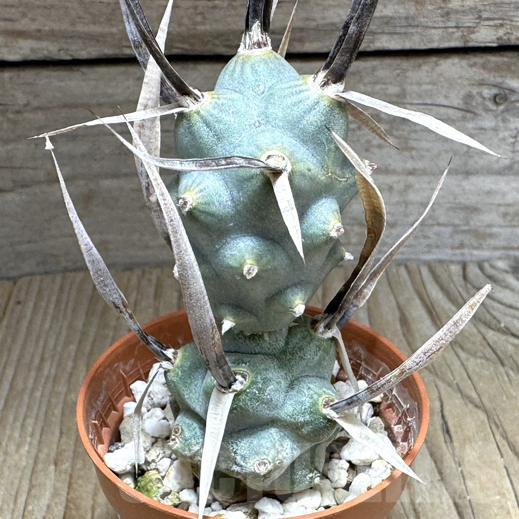 SHPR32161 Tephrocactus articulatus v. papyracanthus -black spines-