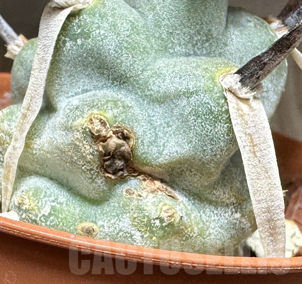 SHPR32161 Tephrocactus articulatus v. papyracanthus -black spines- - Image 2