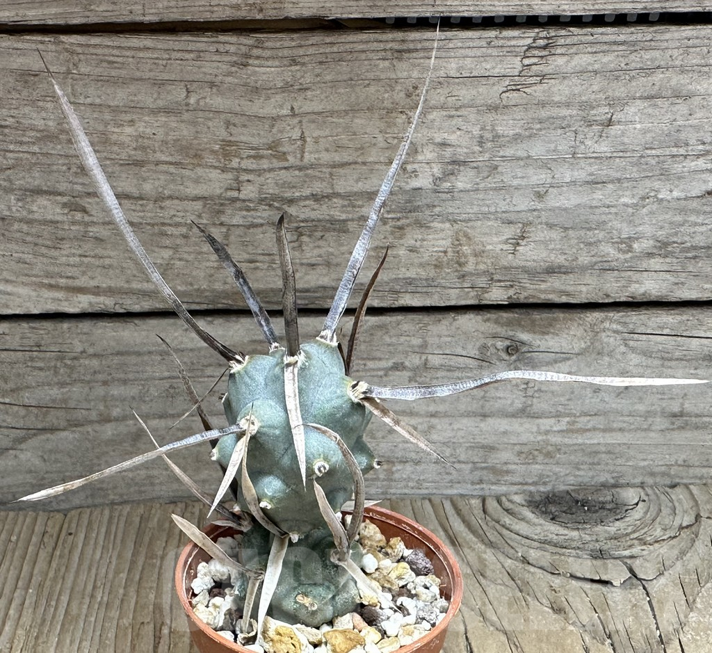 SHPR32162 Tephrocactus articulatus v. papyracanthus -black spines- – Image 2