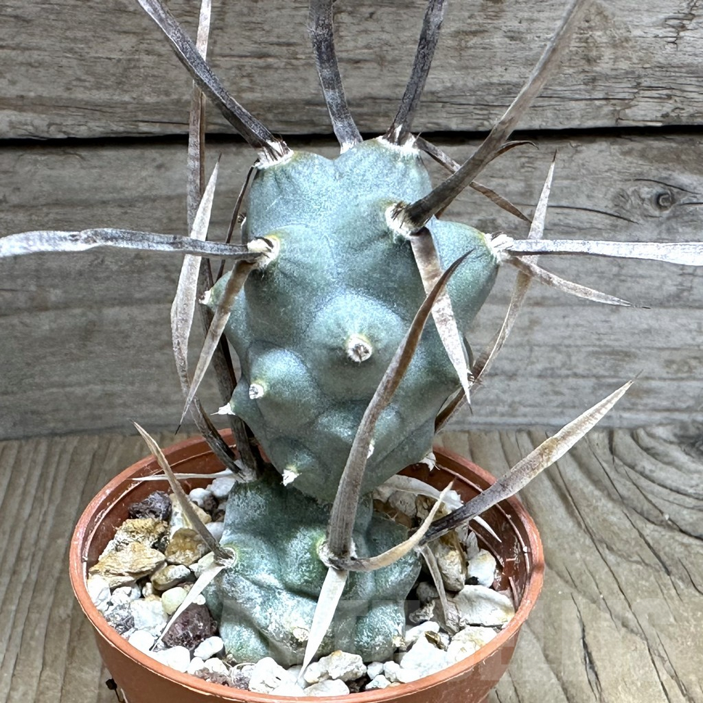 SHPR32162 Tephrocactus articulatus v. papyracanthus -black spines-