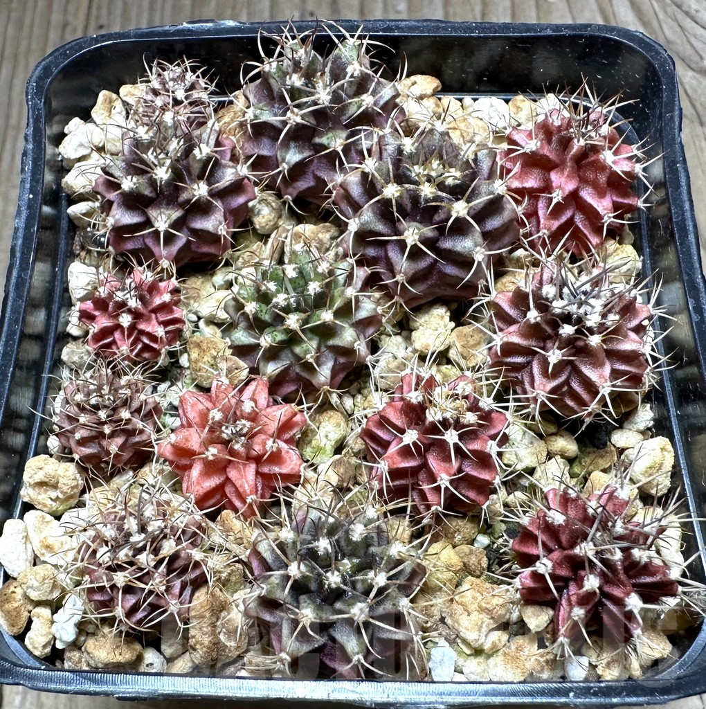 SHPR32210 Gymnocalycium mihanovichii mix