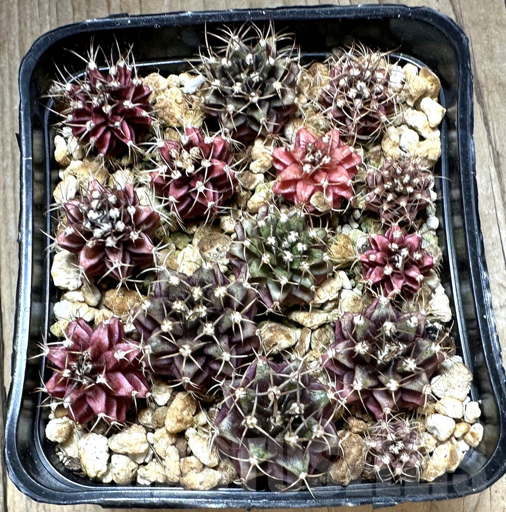 SHPR32210 Gymnocalycium mihanovichii mix - Image 2