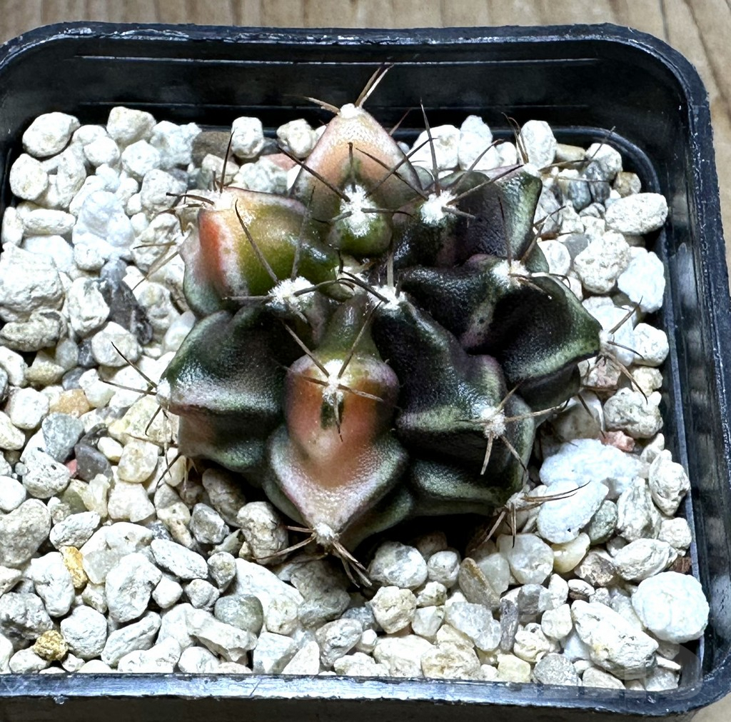 SHPR32211 Gymnocalycium mihanovichii ‘Bear beer’