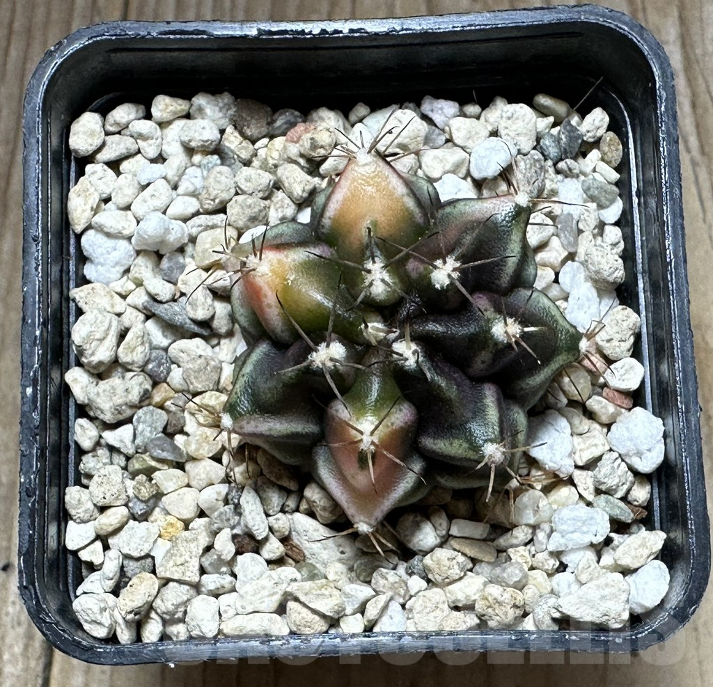 SHPR32211 Gymnocalycium mihanovichii ‘Bear beer’ - Image 2