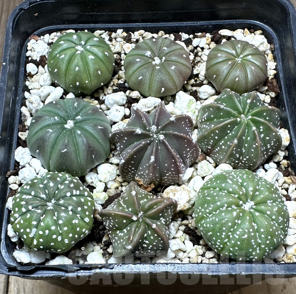 SHPR32217 Astrophytum asterias hybrid mix
