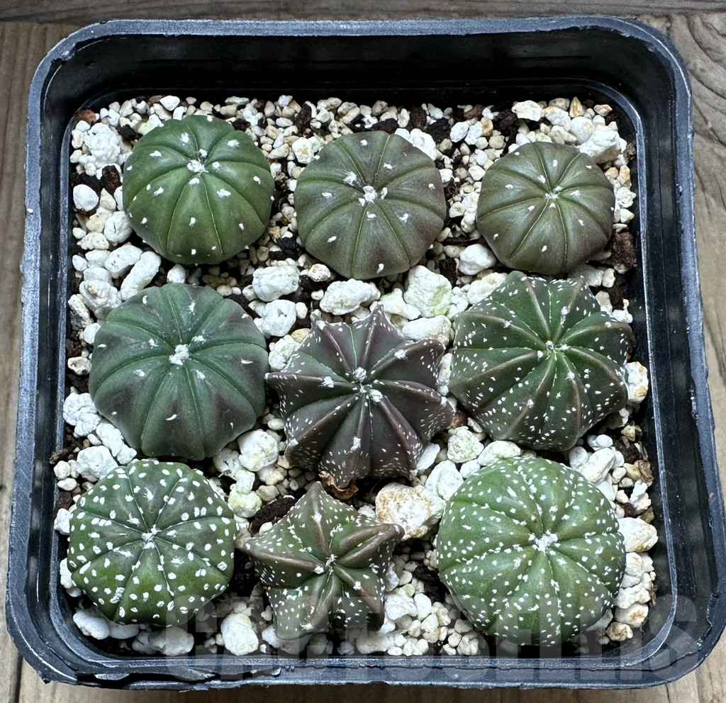 SHPR32217 Astrophytum asterias hybrid mix - Image 2