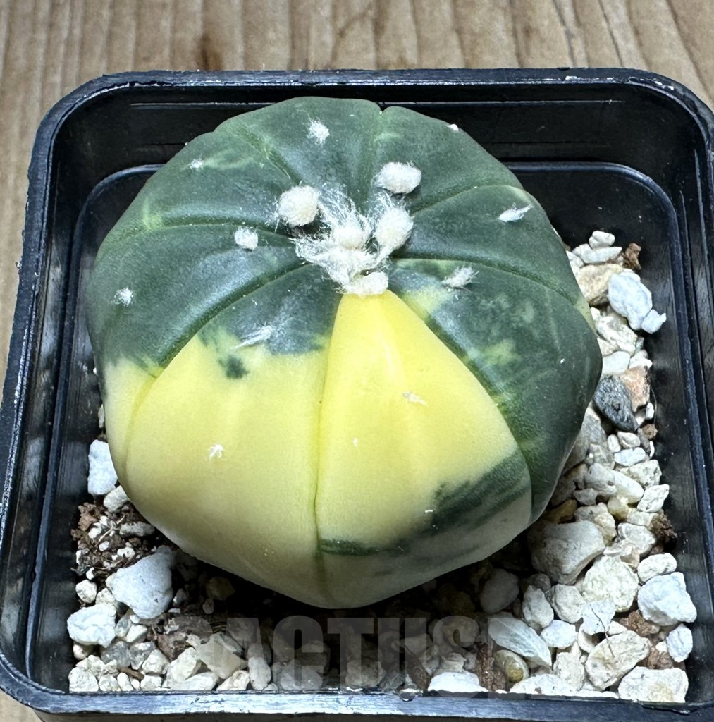SHPR32221 Astrophytum asterias f. variegata