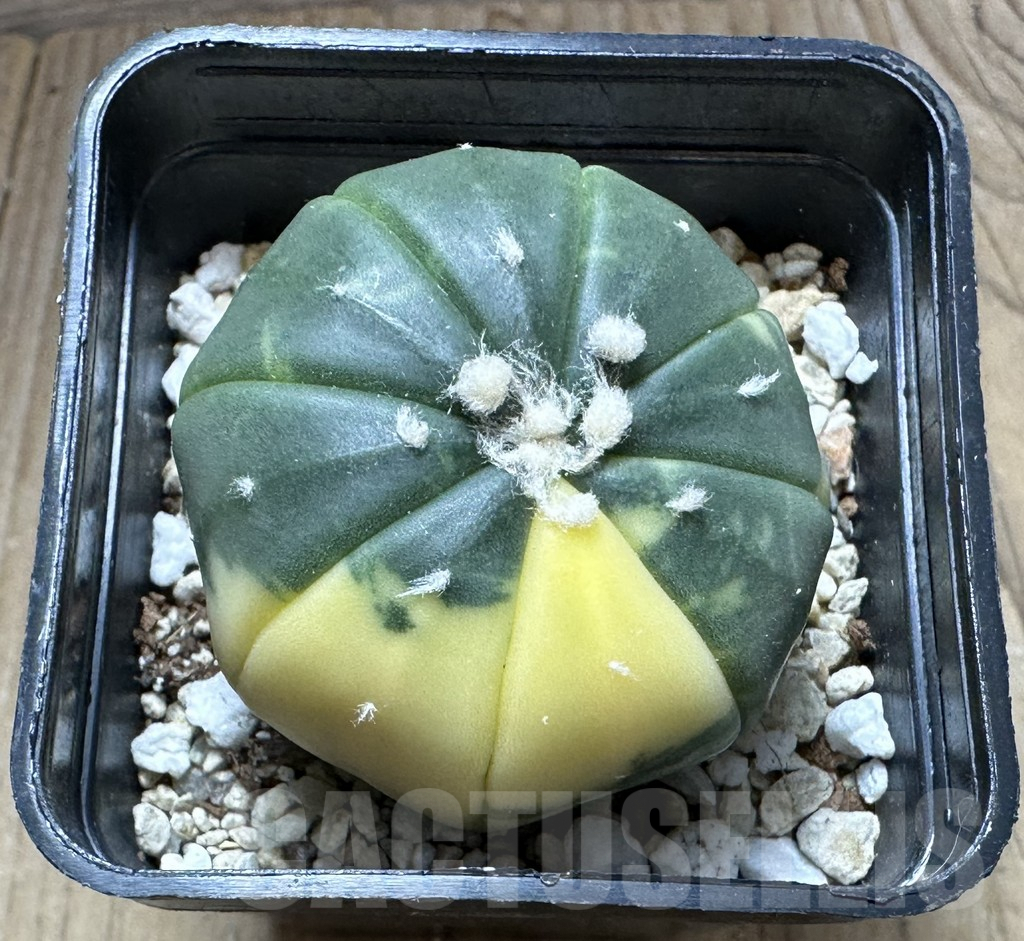 SHPR32221 Astrophytum asterias f. variegata - Image 2