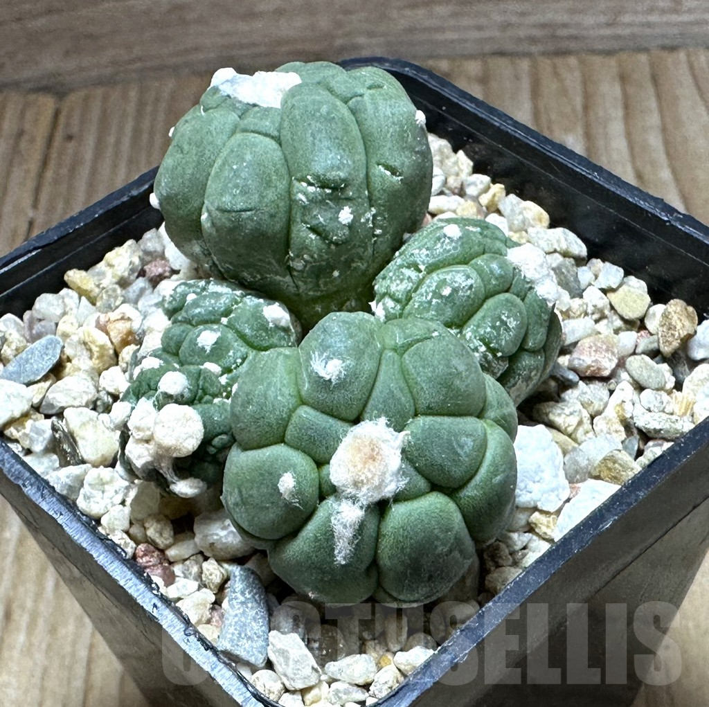 SHPR32223 Astrophytum asterias ‘Kikko Lizard Skin’