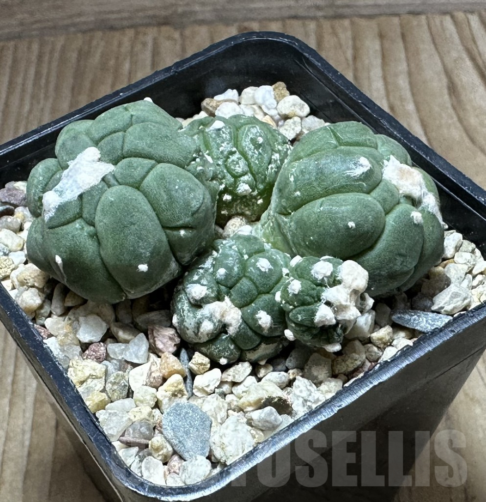 SHPR32223 Astrophytum asterias ‘Kikko Lizard Skin’ - Image 2