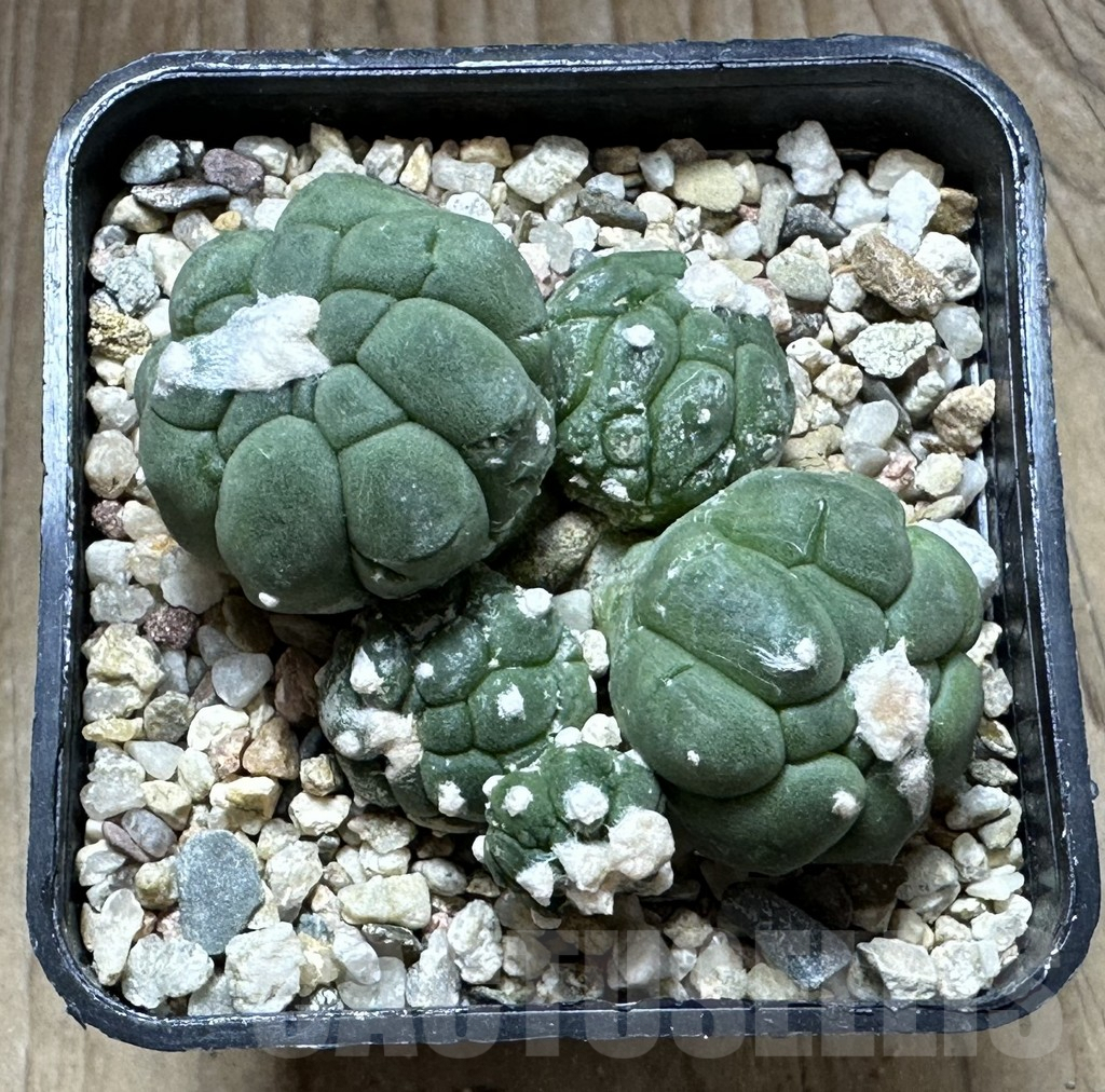 SHPR32223 Astrophytum asterias ‘Kikko Lizard Skin’ - Image 3