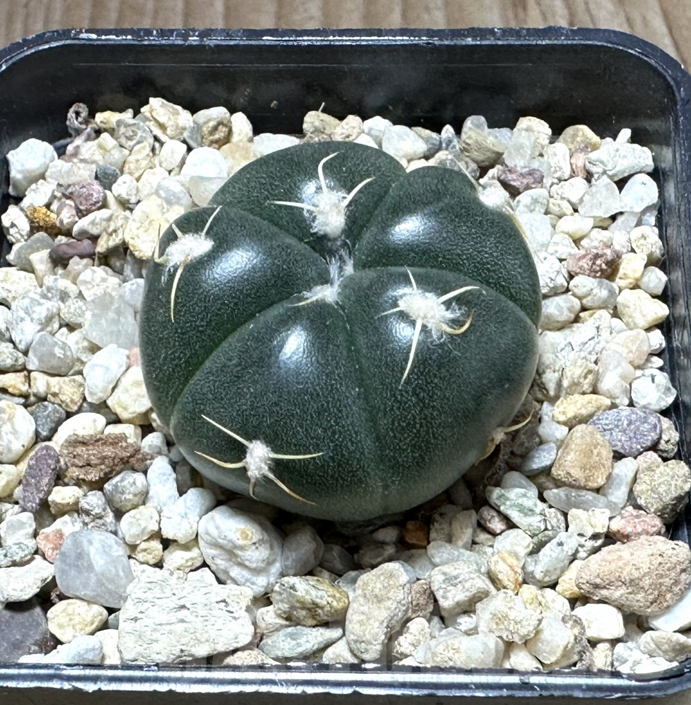 SHPR32227 Gymnocalycium denudatum VG 1703 -Brazil-