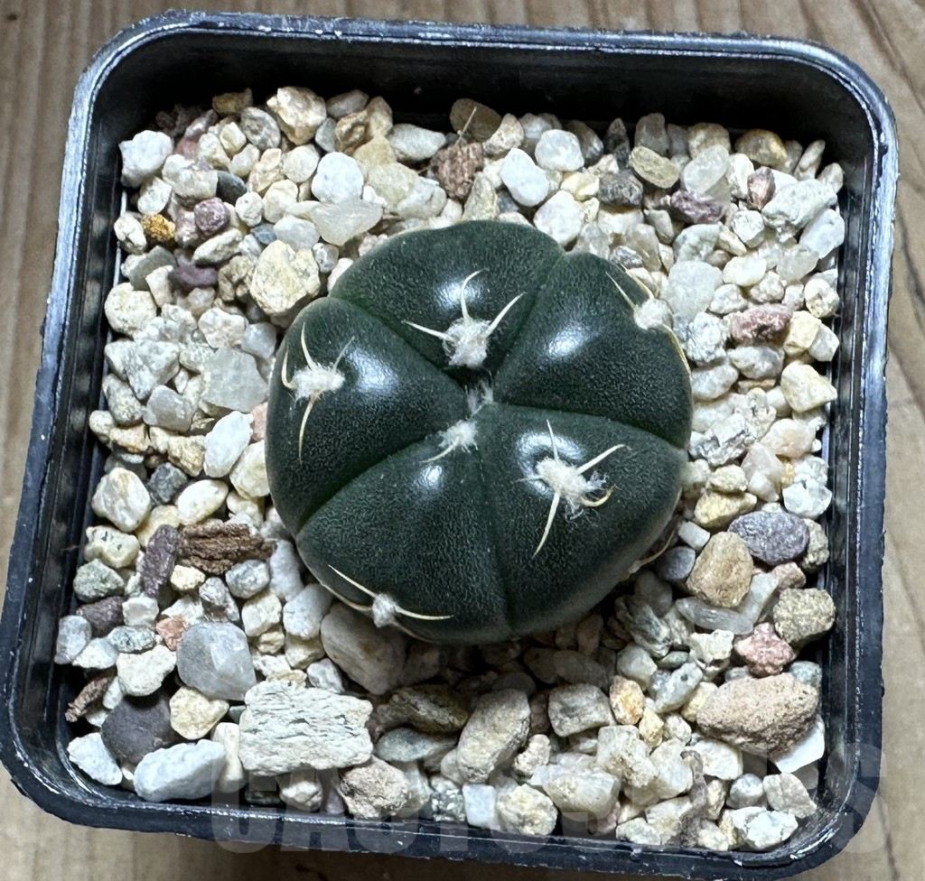 SHPR32227 Gymnocalycium denudatum VG 1703 -Brazil- - Зображення 2