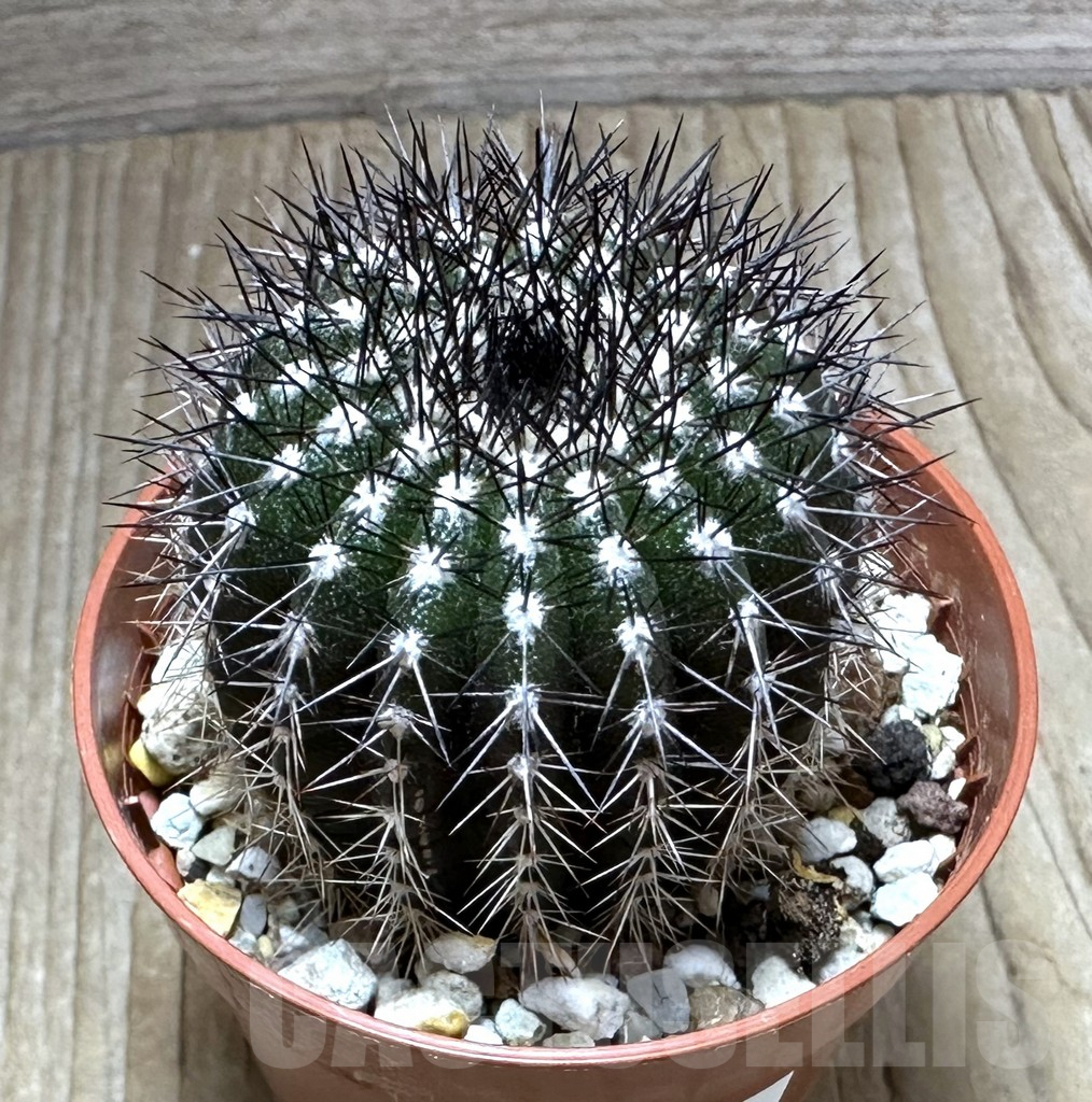 SHPR32228 Uebelmannia pectinifera