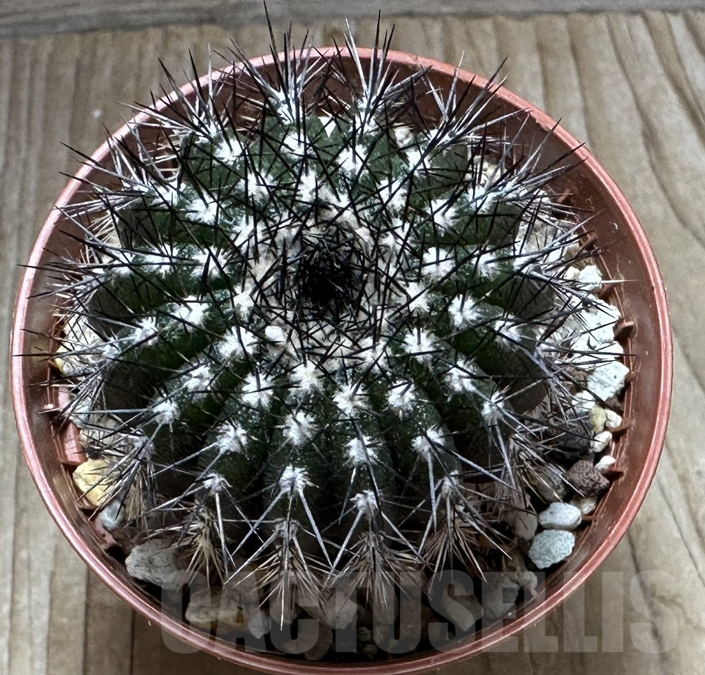 SHPR32228 Uebelmannia pectinifera - Зображення 2