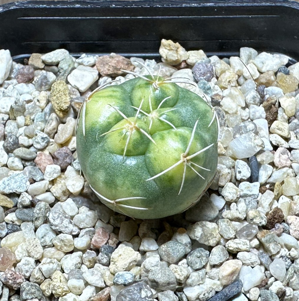 SHPR32229 Coryphantha elephantidens f. variegata