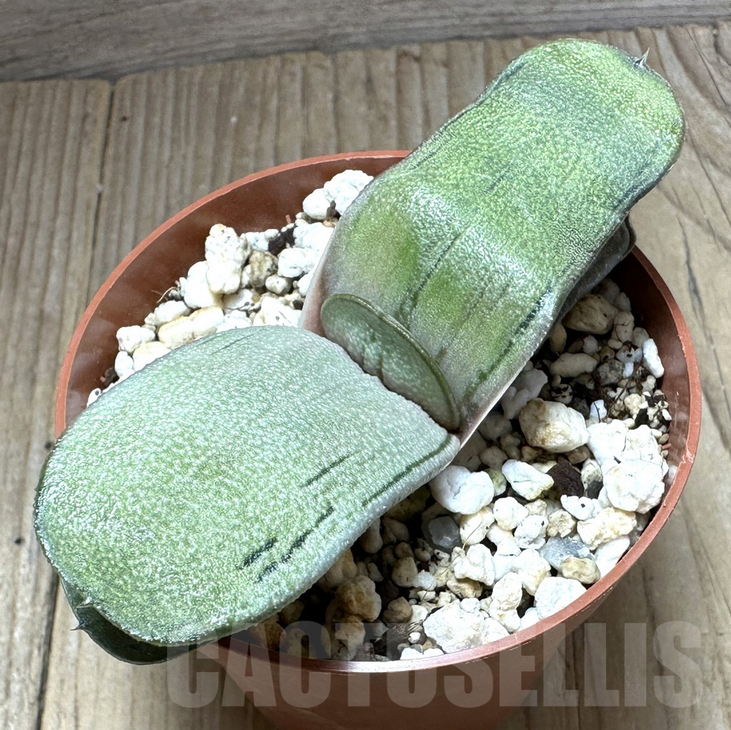 SHPR32230 Gasteria ‘Little Warty’ hybrid - Зображення 2