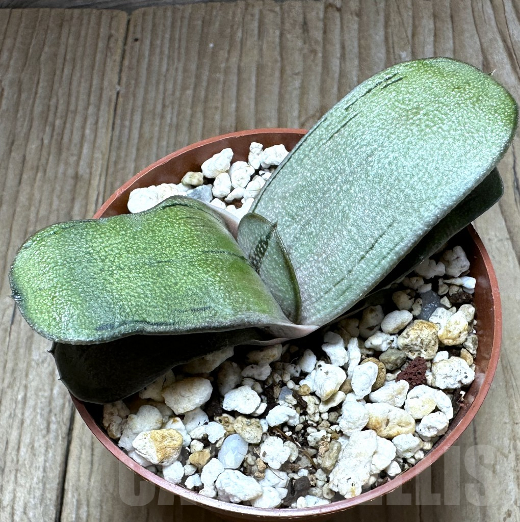 SHPR32230 Gasteria ‘Little Warty’ hybrid