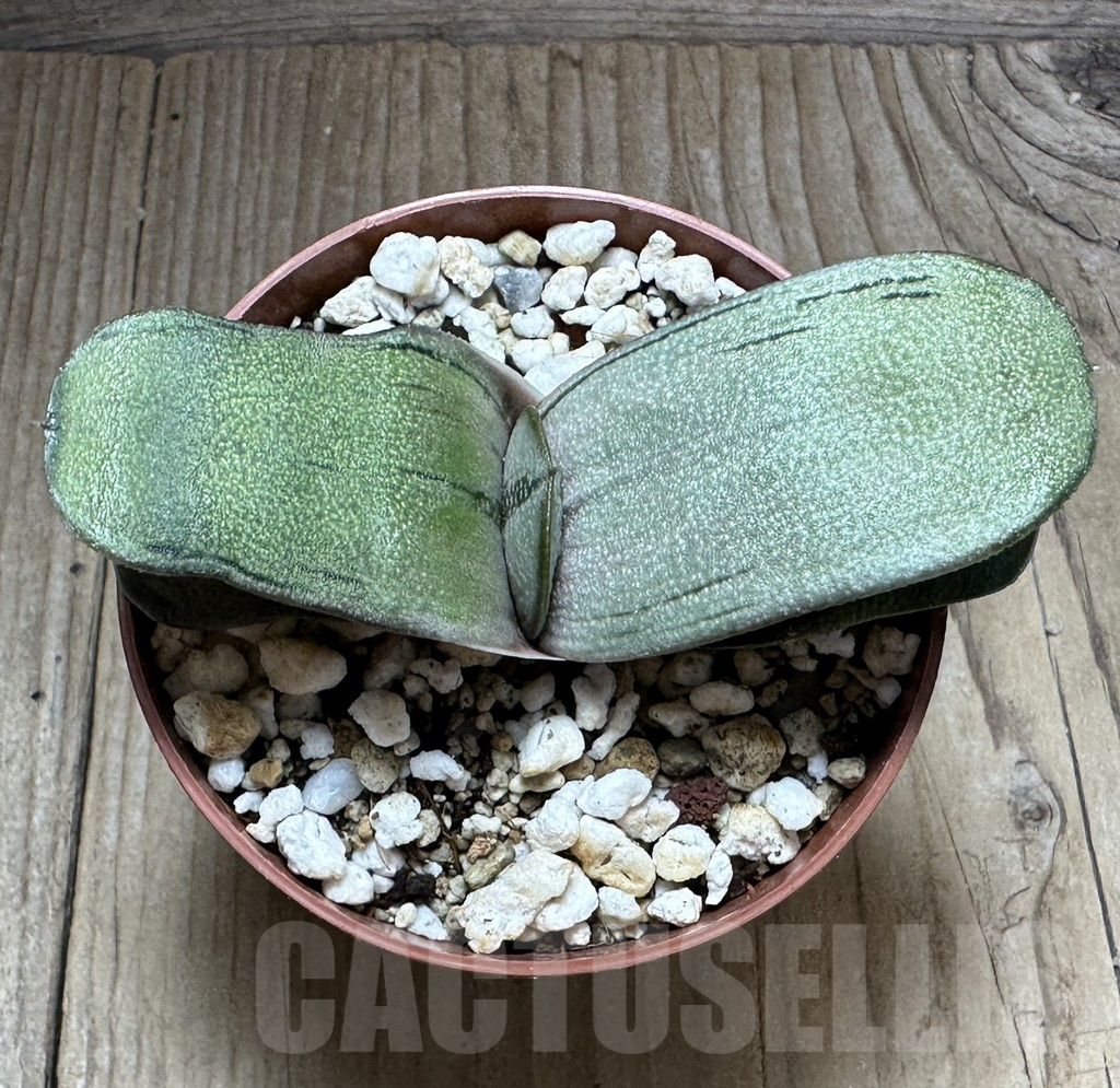 SHPR32230 Gasteria ‘Little Warty’ hybrid - Зображення 3