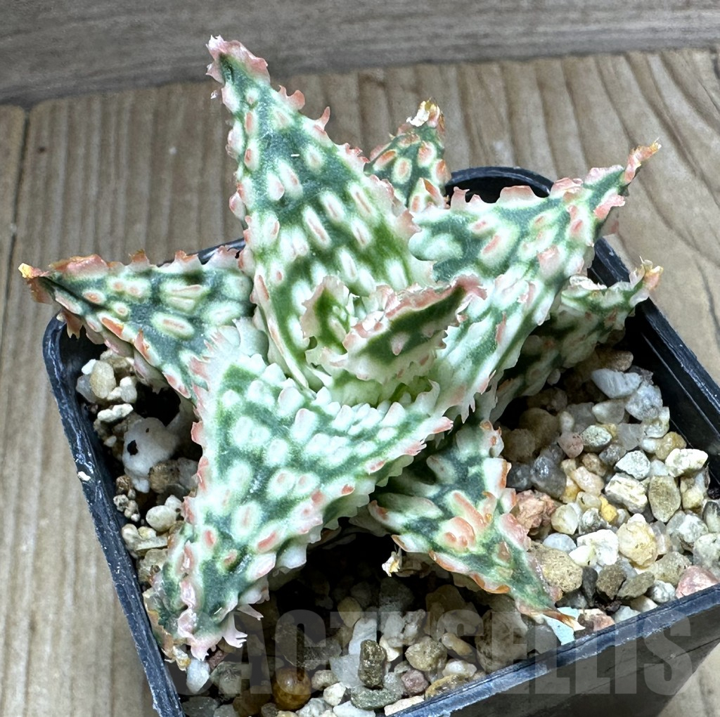 SHPR32232 Aloe TCT hybrid