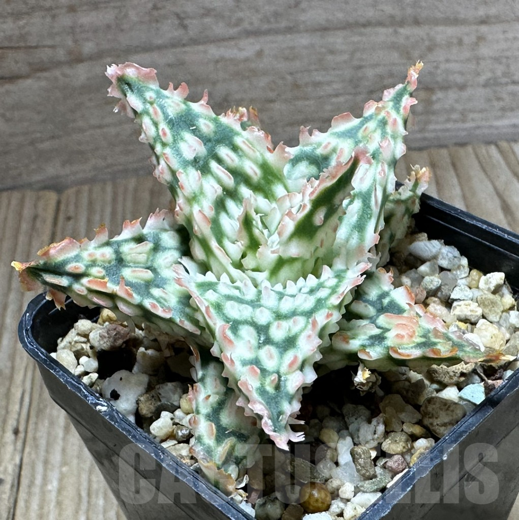 SHPR32232 Aloe TCT hybrid - Зображення 2