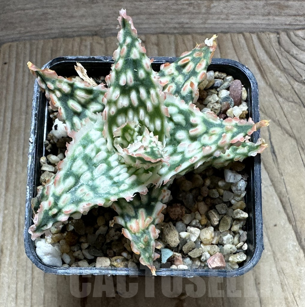 SHPR32232 Aloe TCT hybrid - Зображення 3