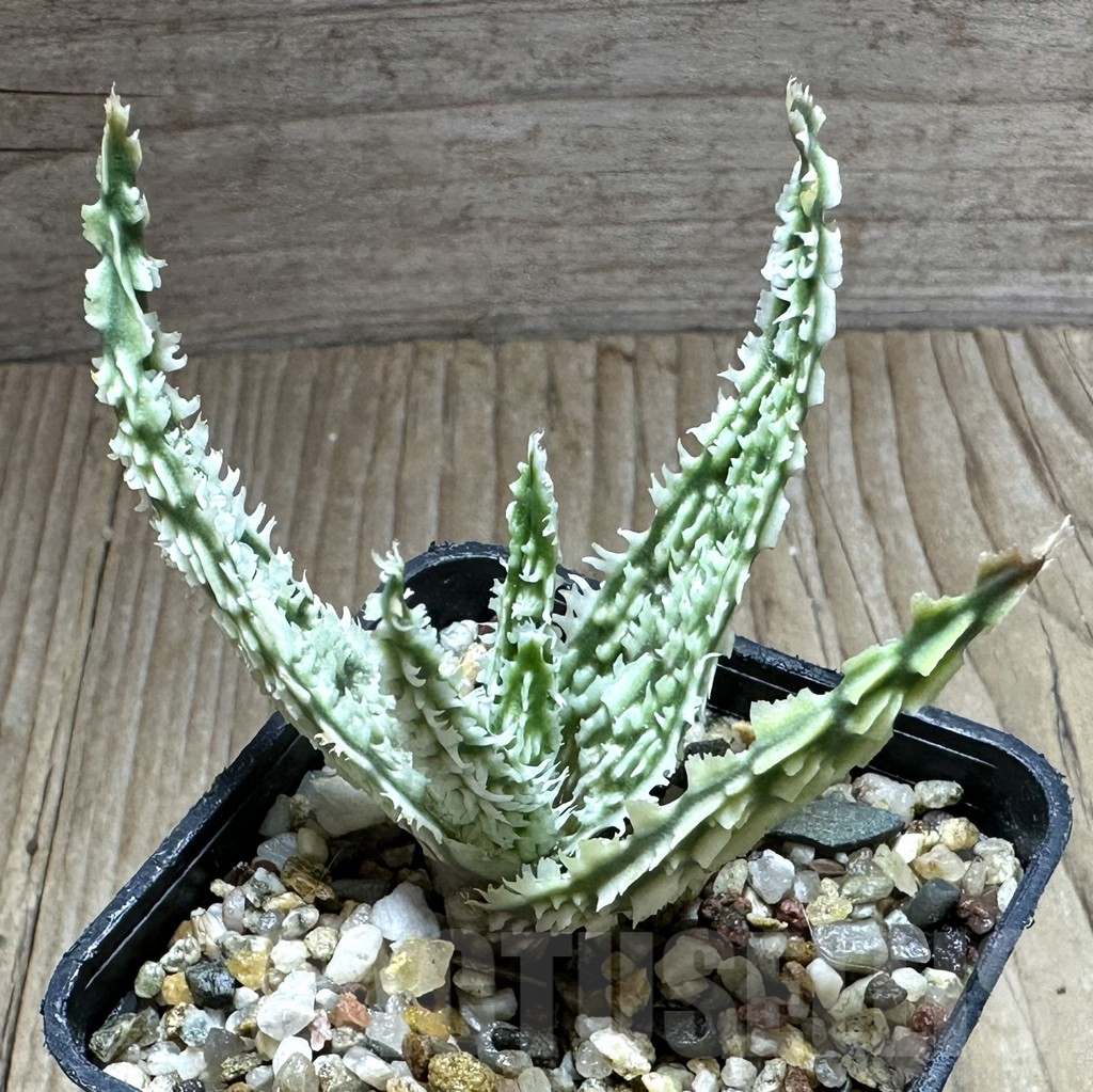 SHPR32233 Aloe TCT hybrid