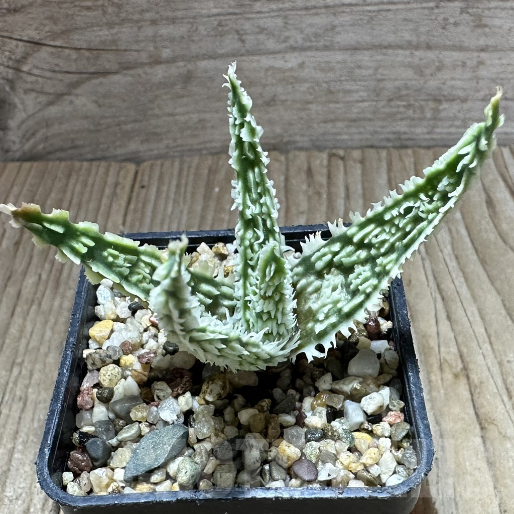 SHPR32233 Aloe TCT hybrid - Зображення 2