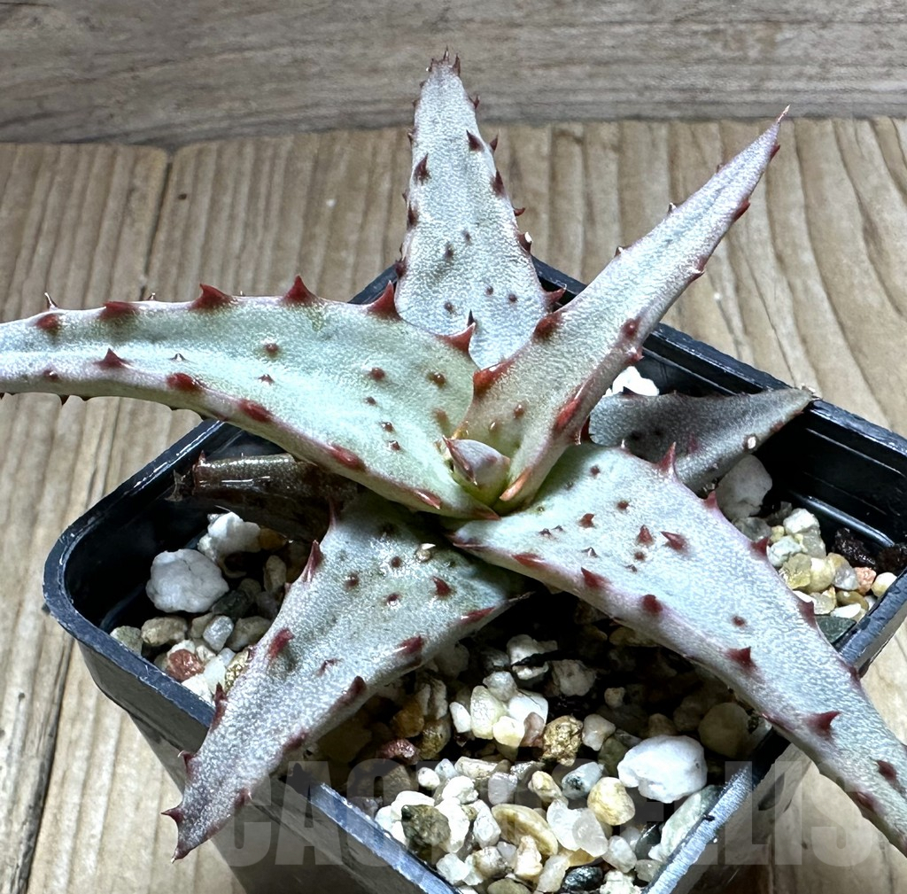 SHPR32234 Aloe castilloniae hybrid