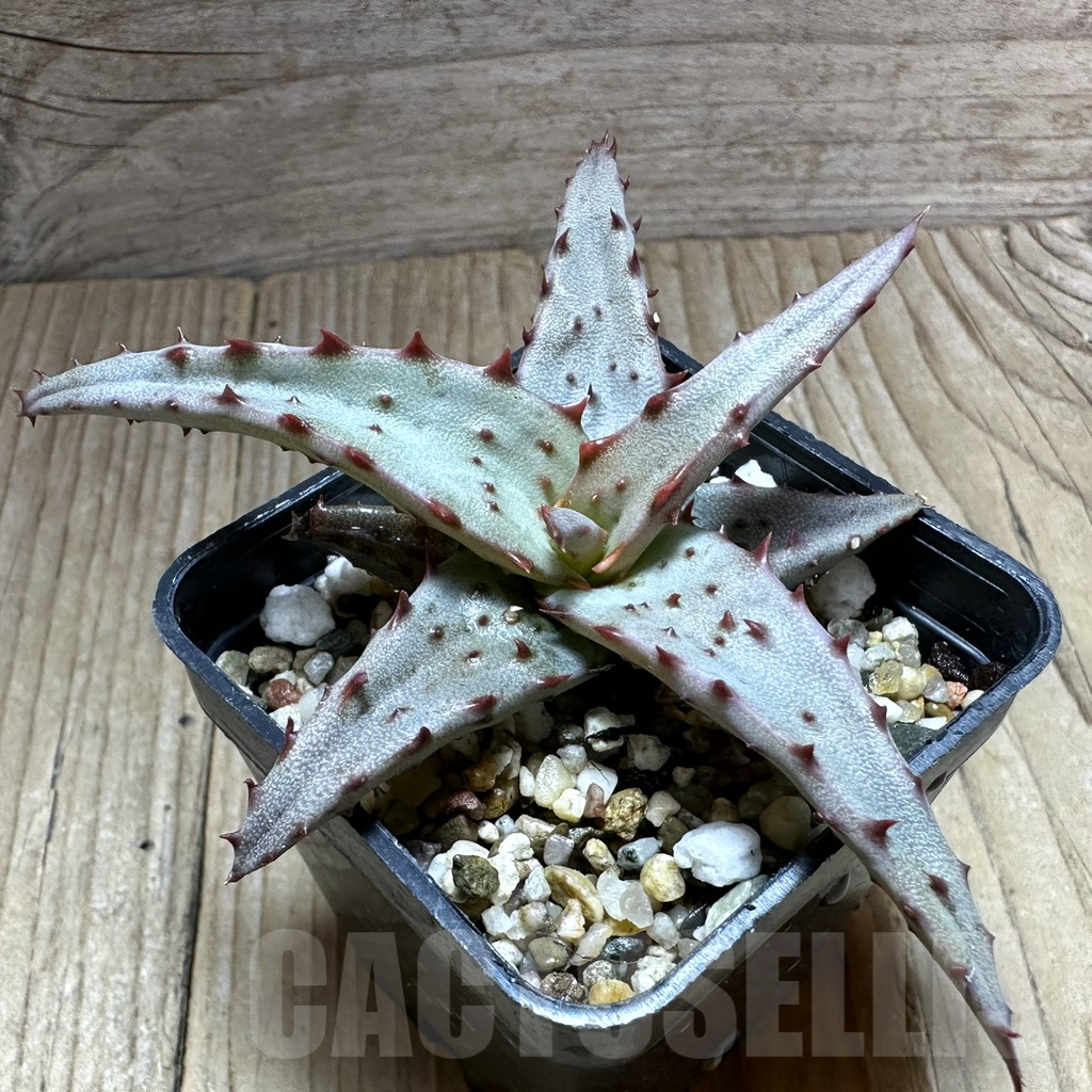 SHPR32234 Aloe castilloniae hybrid - Зображення 2