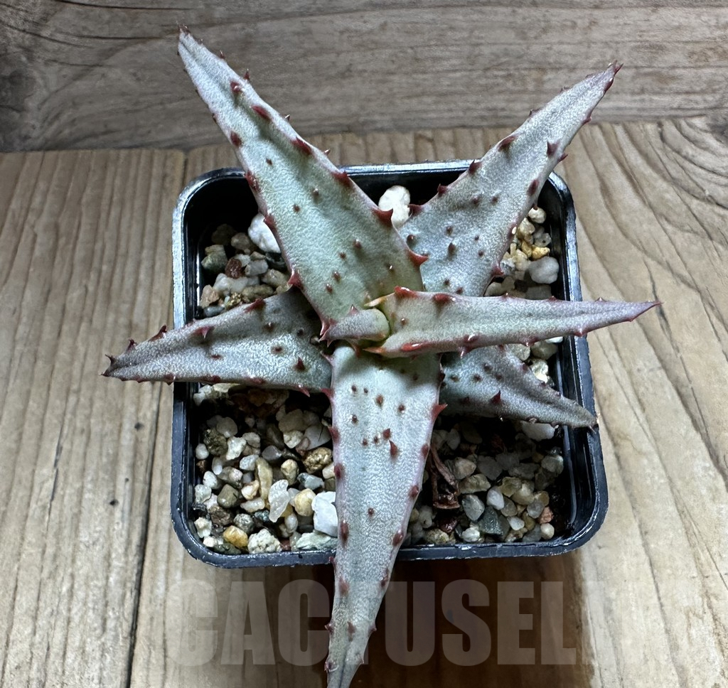 SHPR32234 Aloe castilloniae hybrid - Зображення 3