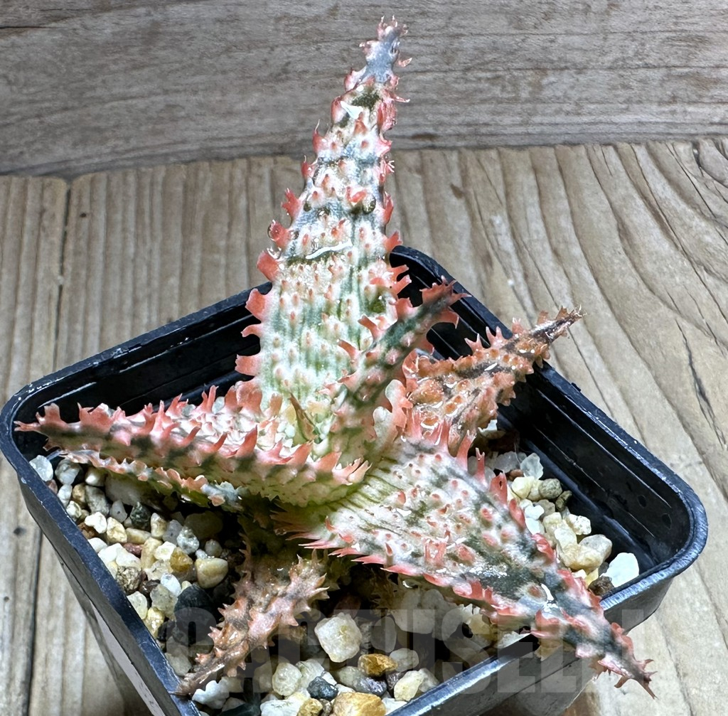 SHPR32235 Aloe TCT hybrid - Image 2