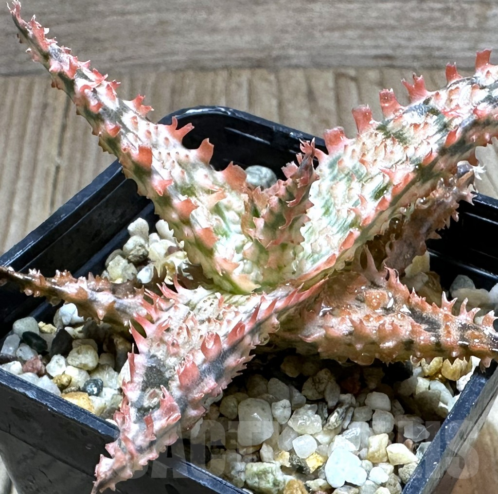 SHPR32235 Aloe TCT hybrid