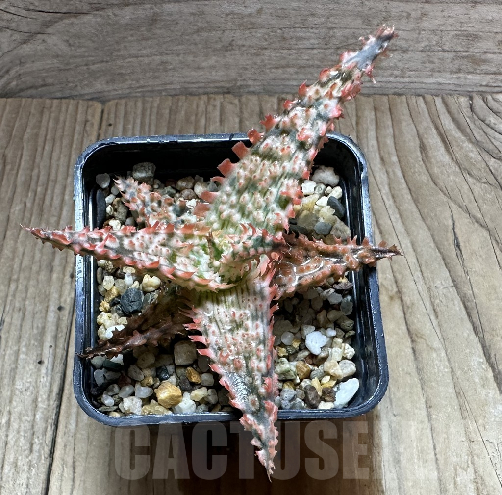 SHPR32235 Aloe TCT hybrid - Image 3