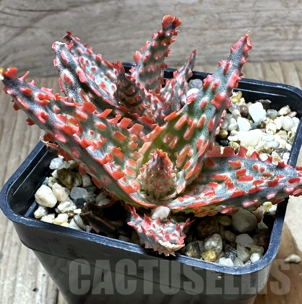 SHPR32236 Aloe TCT hybrid