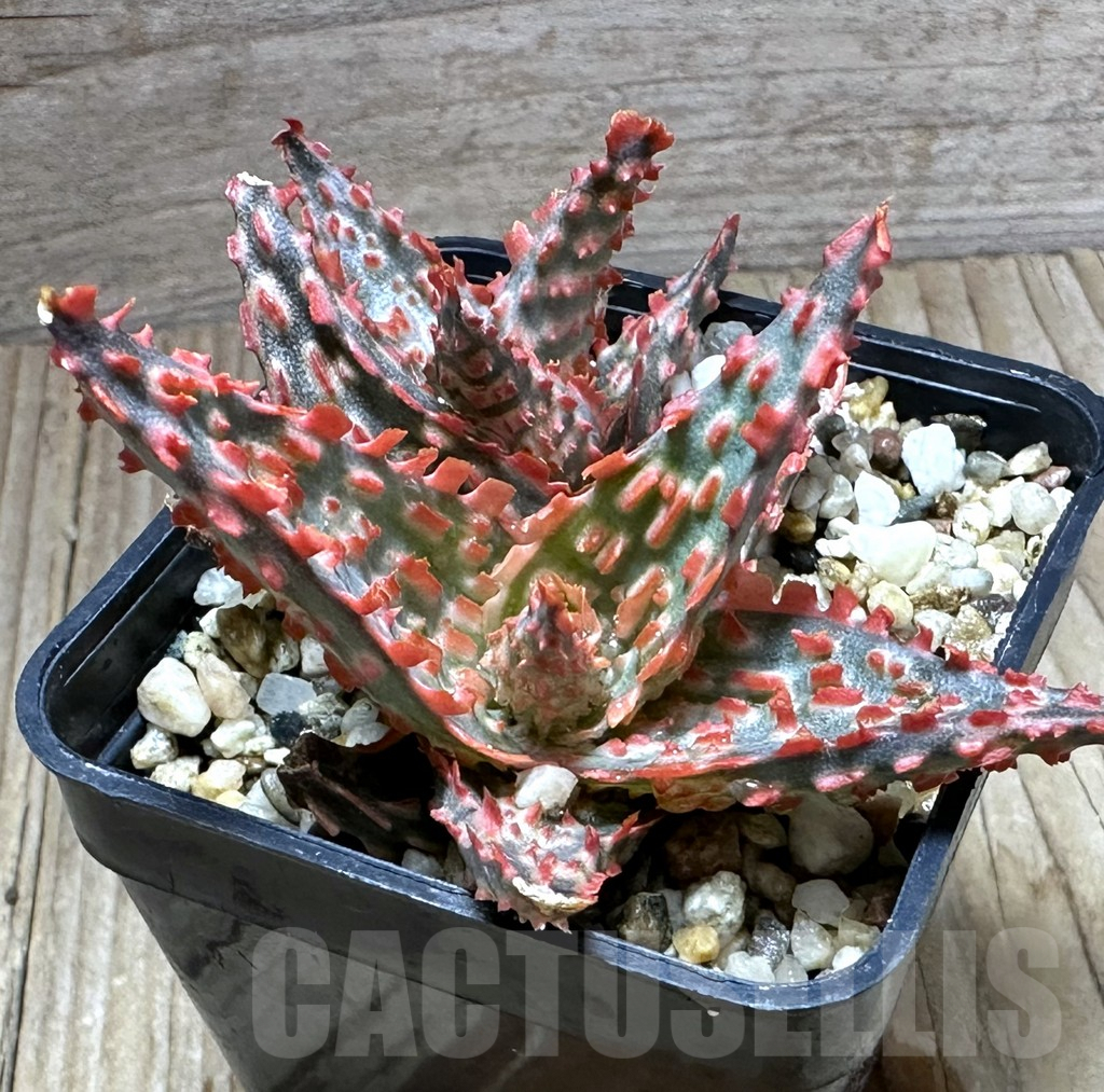 SHPR32236 Aloe TCT hybrid - Image 2