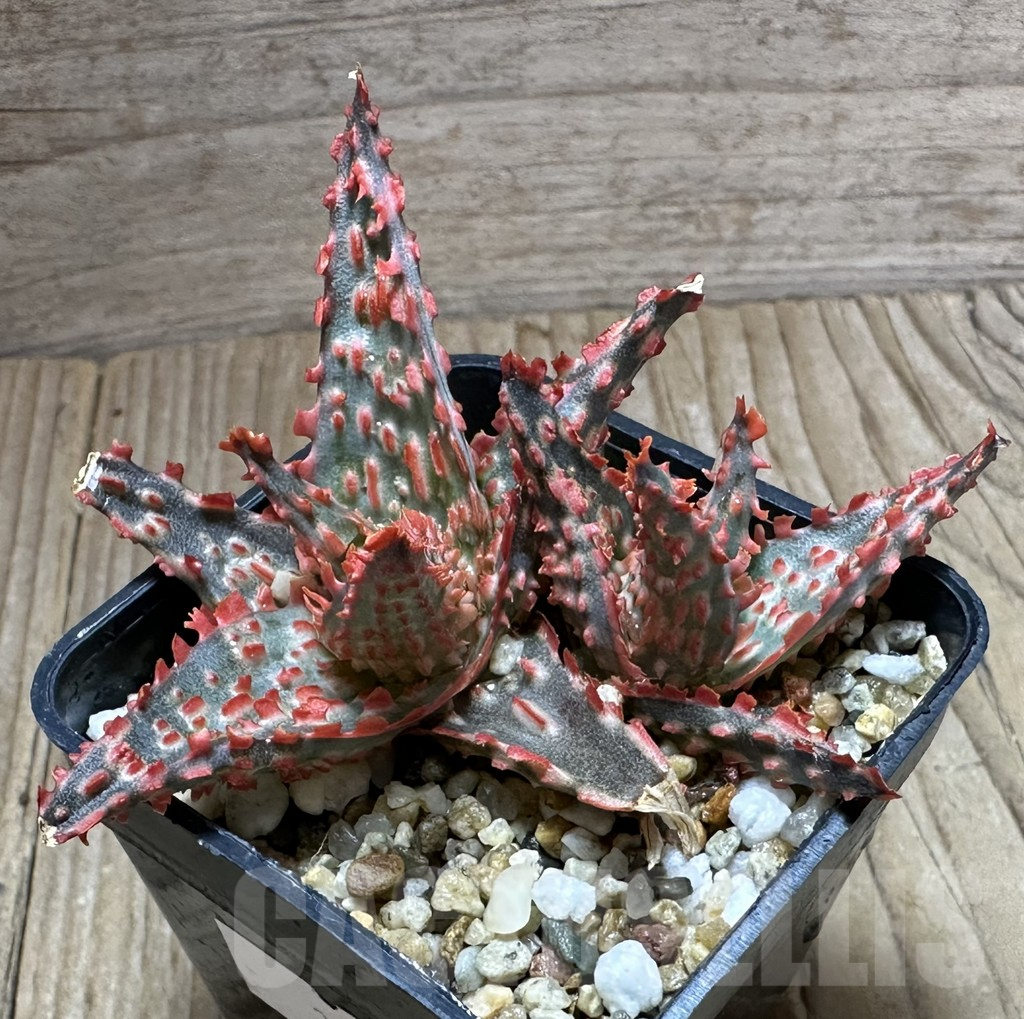 SHPR32236 Aloe TCT hybrid - Image 3