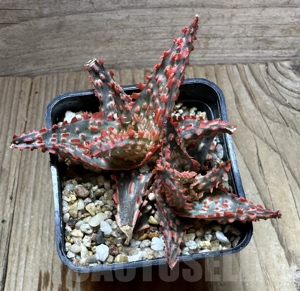 SHPR32236 Aloe TCT hybrid - Image 4