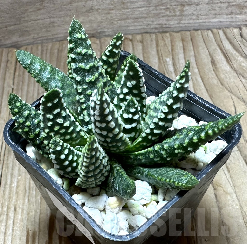 SHPR32238 Haworthia pumila SH, select form G268