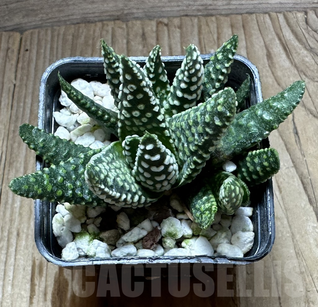 SHPR32238 Haworthia pumila SH, select form G268 - Image 2