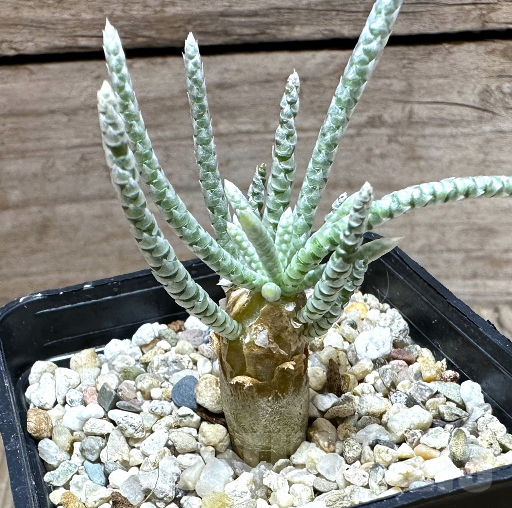 SHPR32239 Avonia quinaria