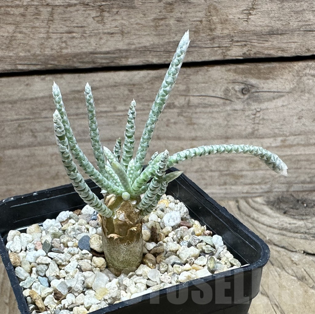 SHPR32239 Avonia quinaria - Image 2