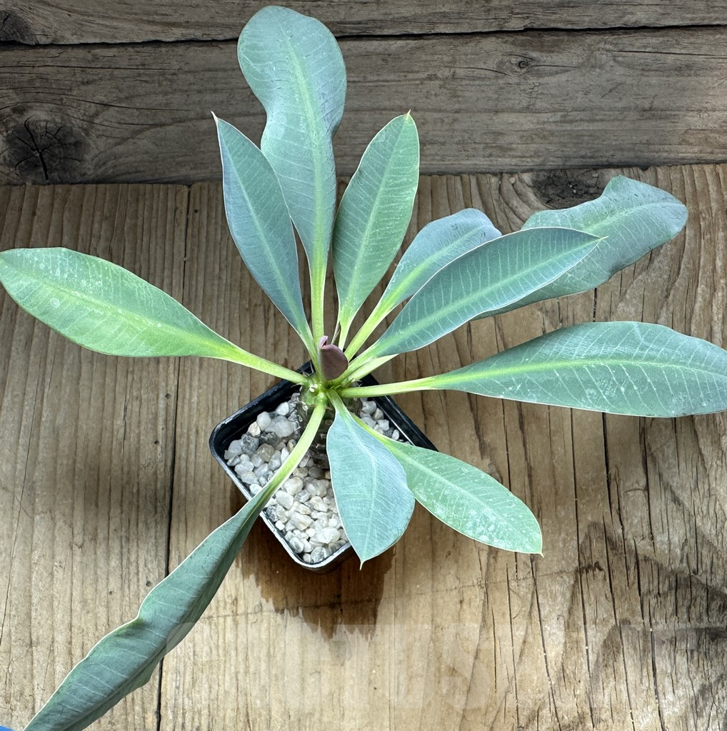 SHPR32240 Euphorbia pachypodioides - Image 2