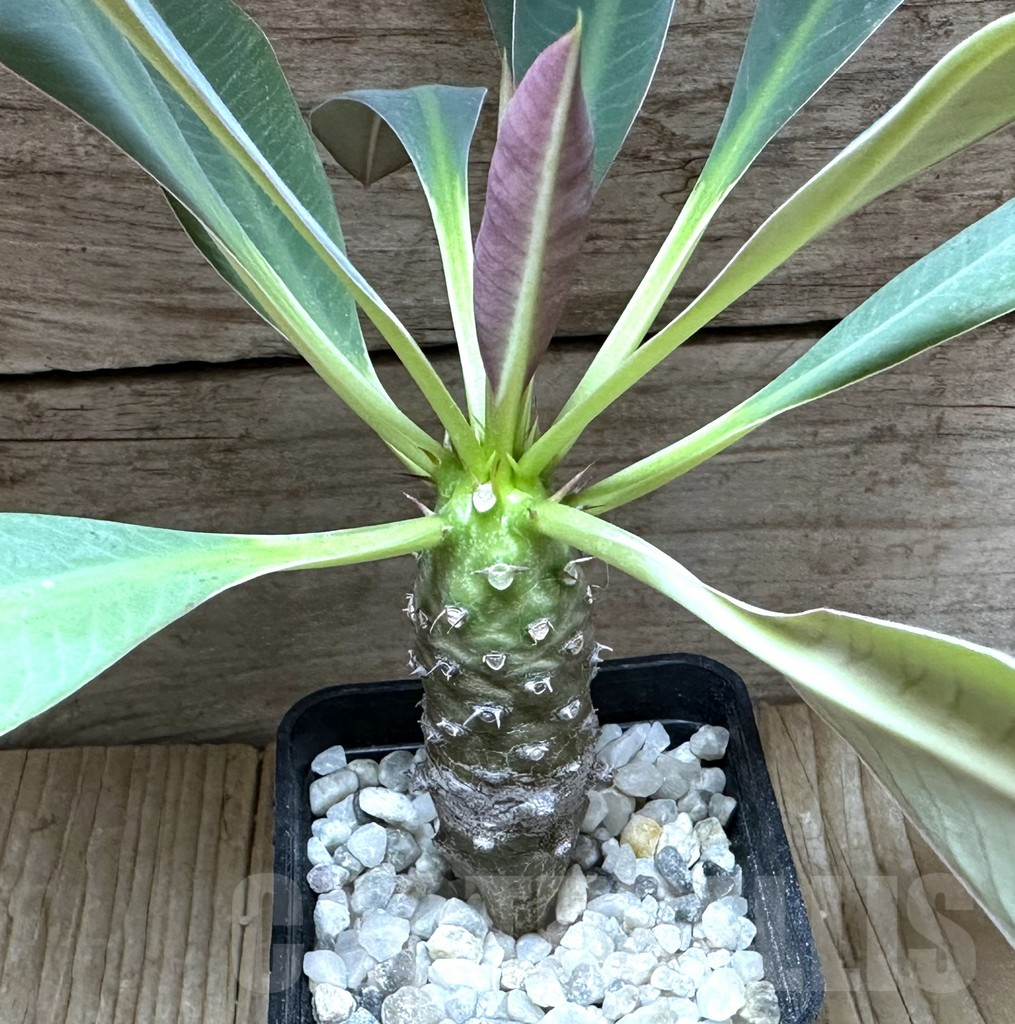 SHPR32240 Euphorbia pachypodioides