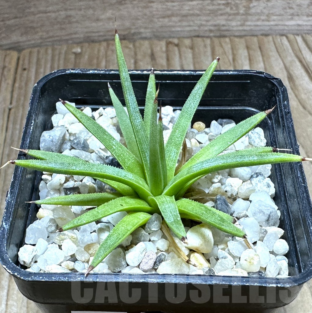 SHPR32241 Agave albopilosa - Image 2